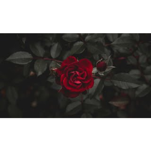 Hussain Makke